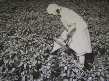 Защита растений 